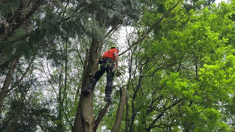 Best Tree Risk Assessment  in Callaway, FL